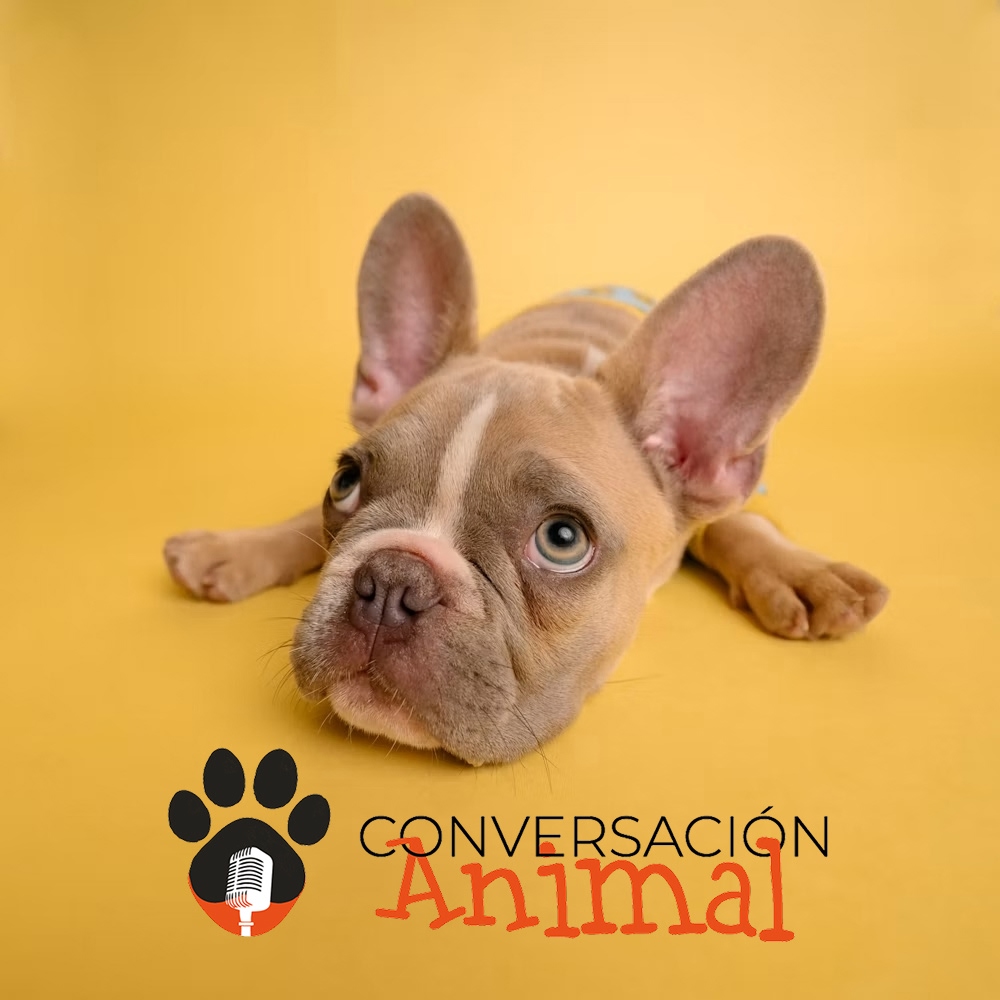 img-conversacion-animal
